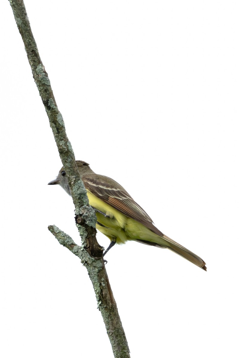 Great Crested Flycatcher - ML619319991