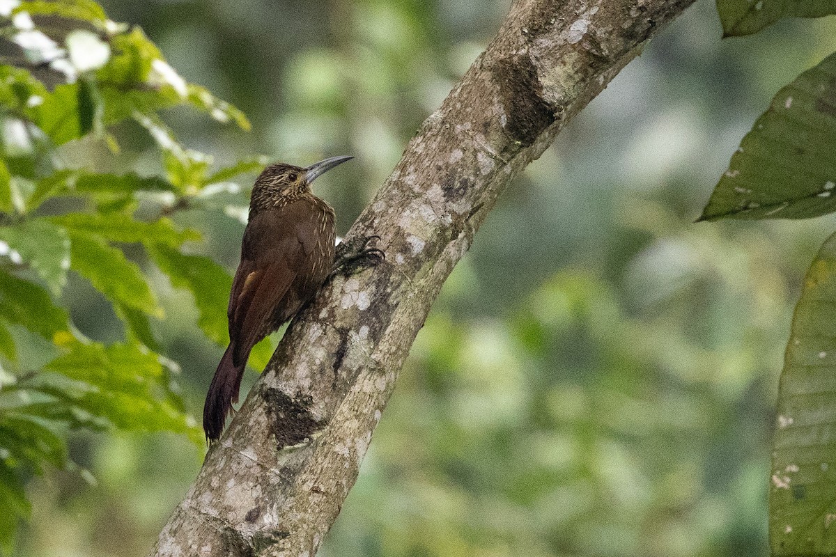 Strong-billed Woodcreeper - ML619320004