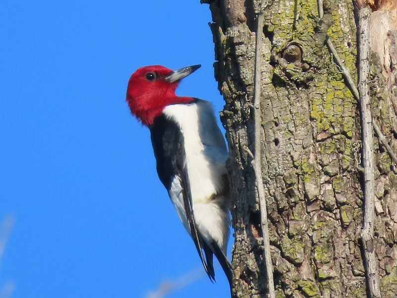 Red-headed Woodpecker - ML619320014