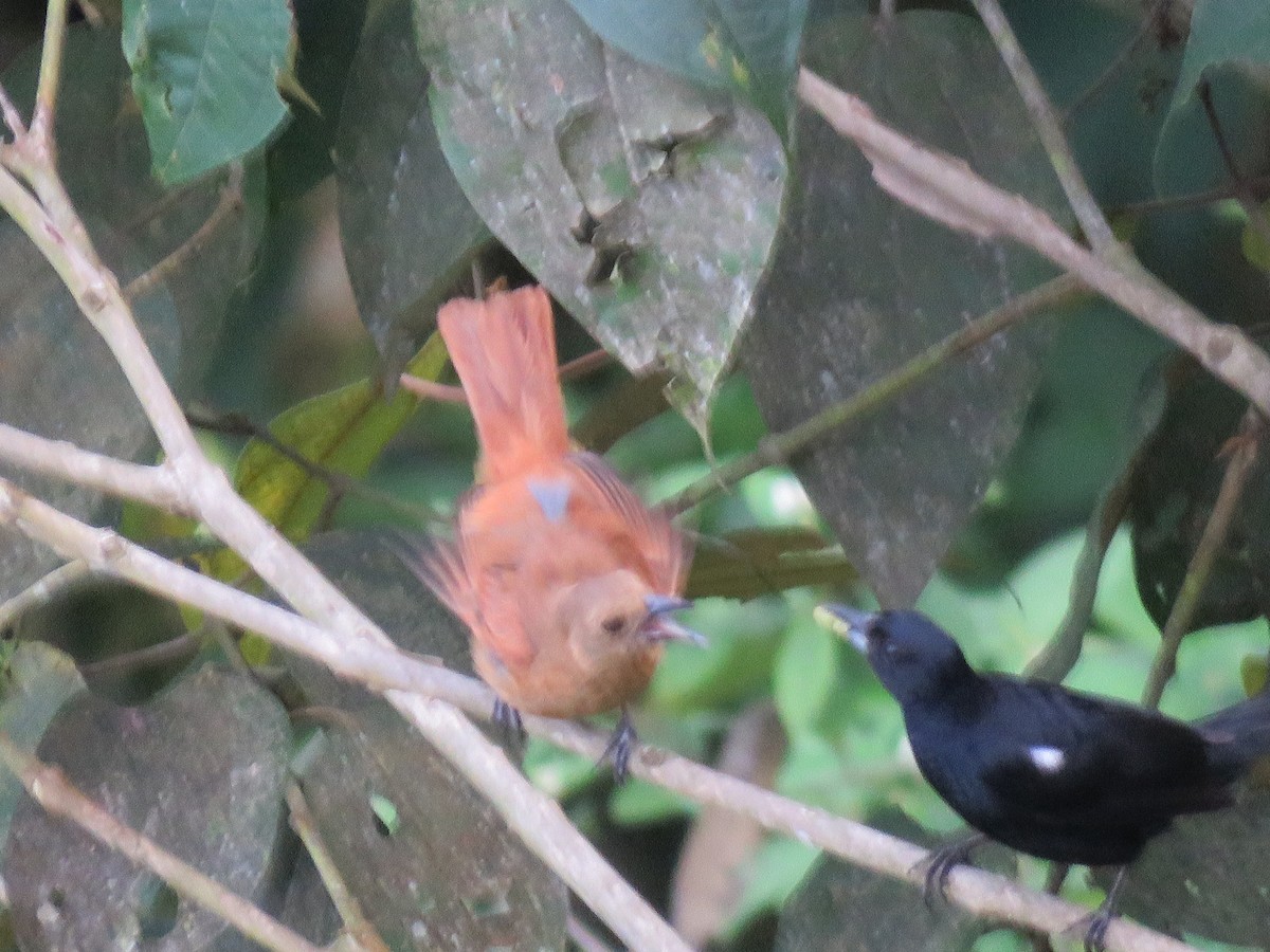White-lined Tanager - ML619320069