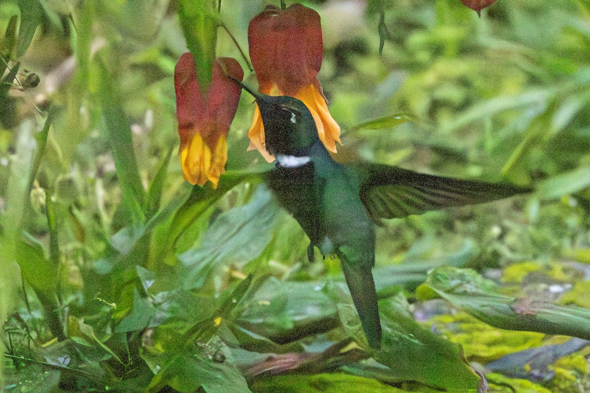 kolibřík bělohrdlý - ML619320097