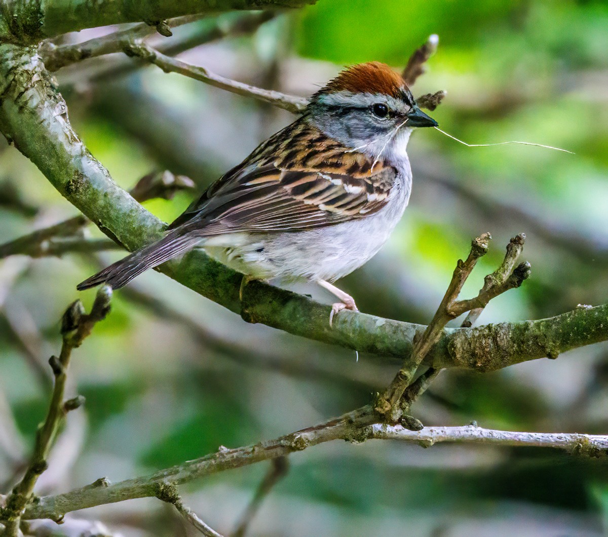 Chipping Sparrow - ML619320123