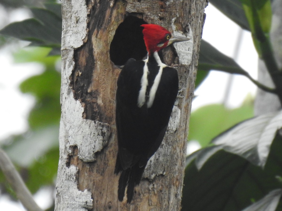 Crimson-crested Woodpecker - ML619320124