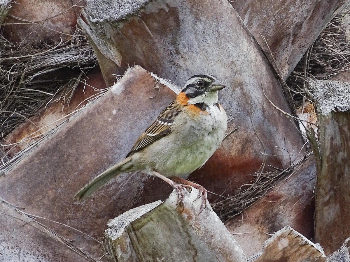 Rufous-collared Sparrow - ML619320144