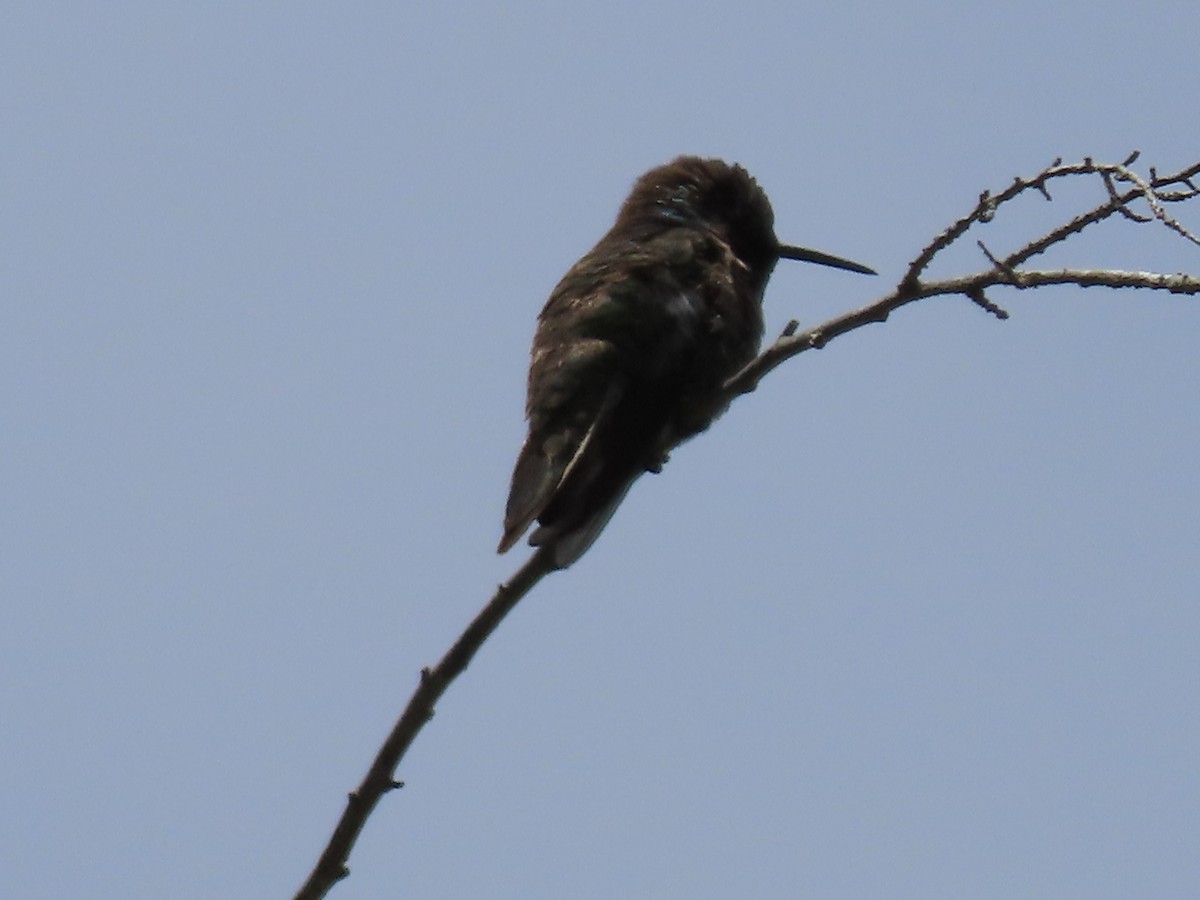 Anna's Hummingbird - ML619320154