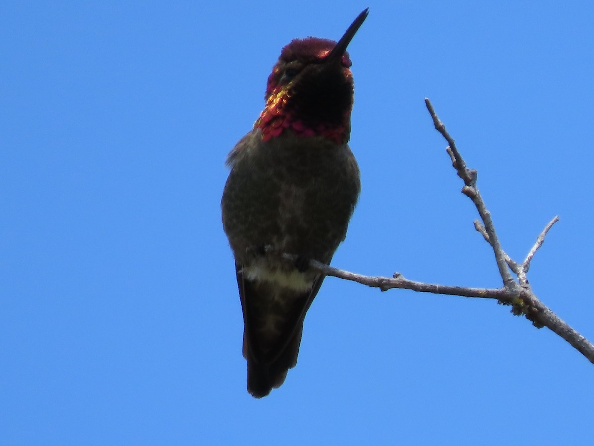 Anna's Hummingbird - ML619320155