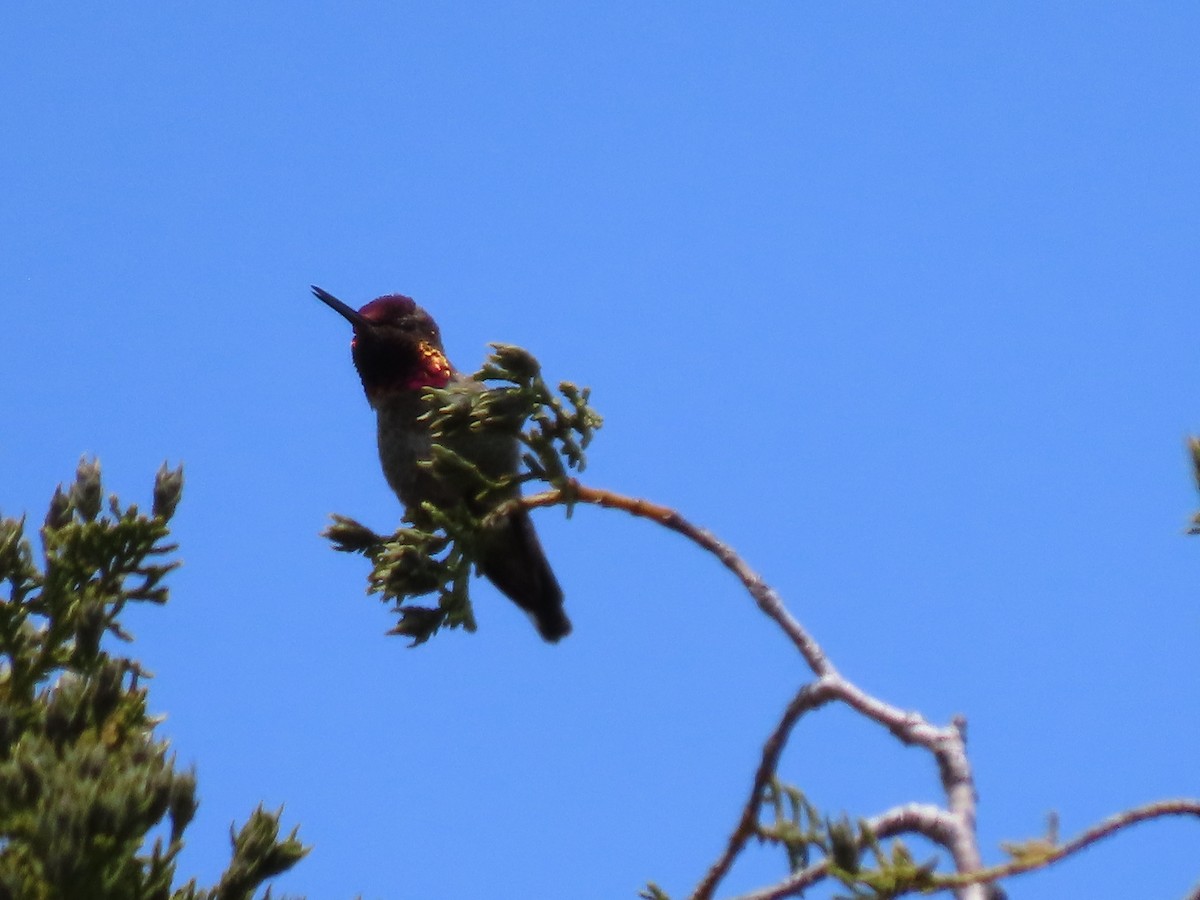 Anna's Hummingbird - ML619320156