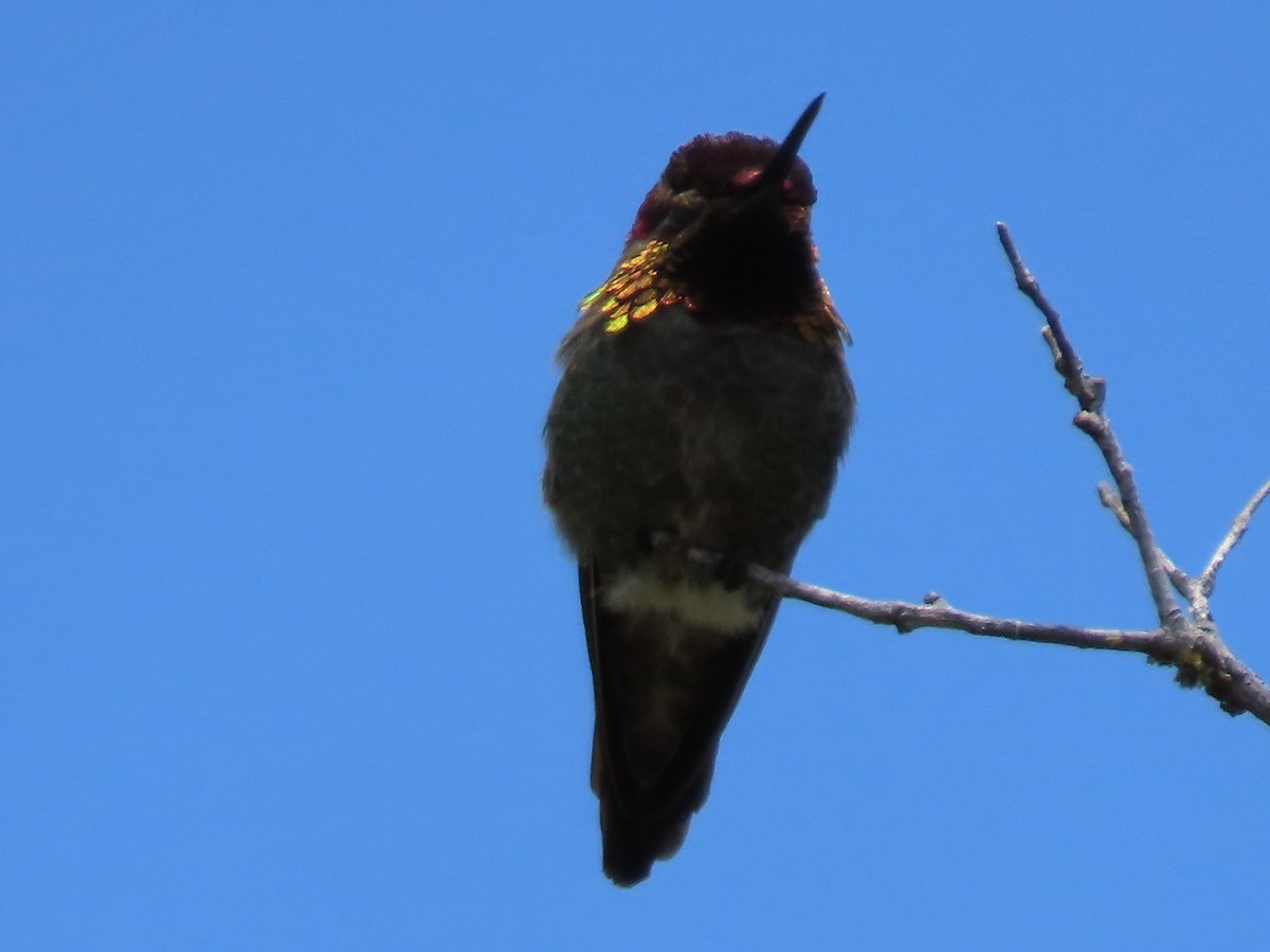 Anna's Hummingbird - ML619320160