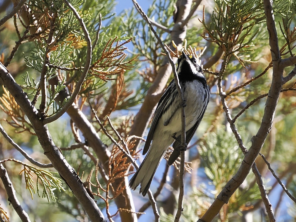Black-throated Gray Warbler - ML619320205