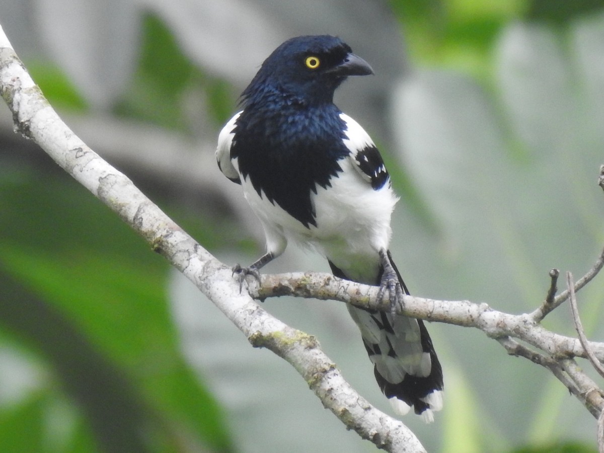 Magpie Tanager - ML619320209