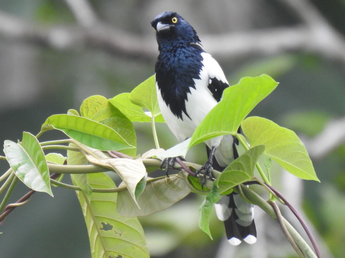 Magpie Tanager - ML619320210
