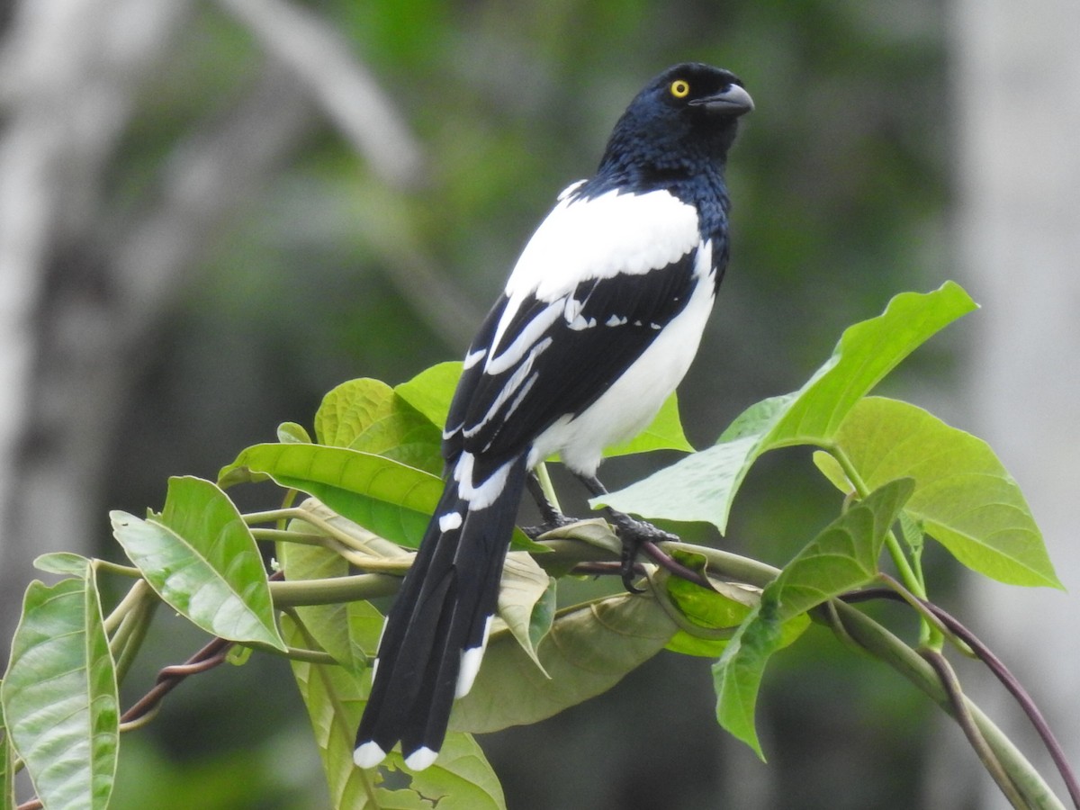 Magpie Tanager - ML619320212