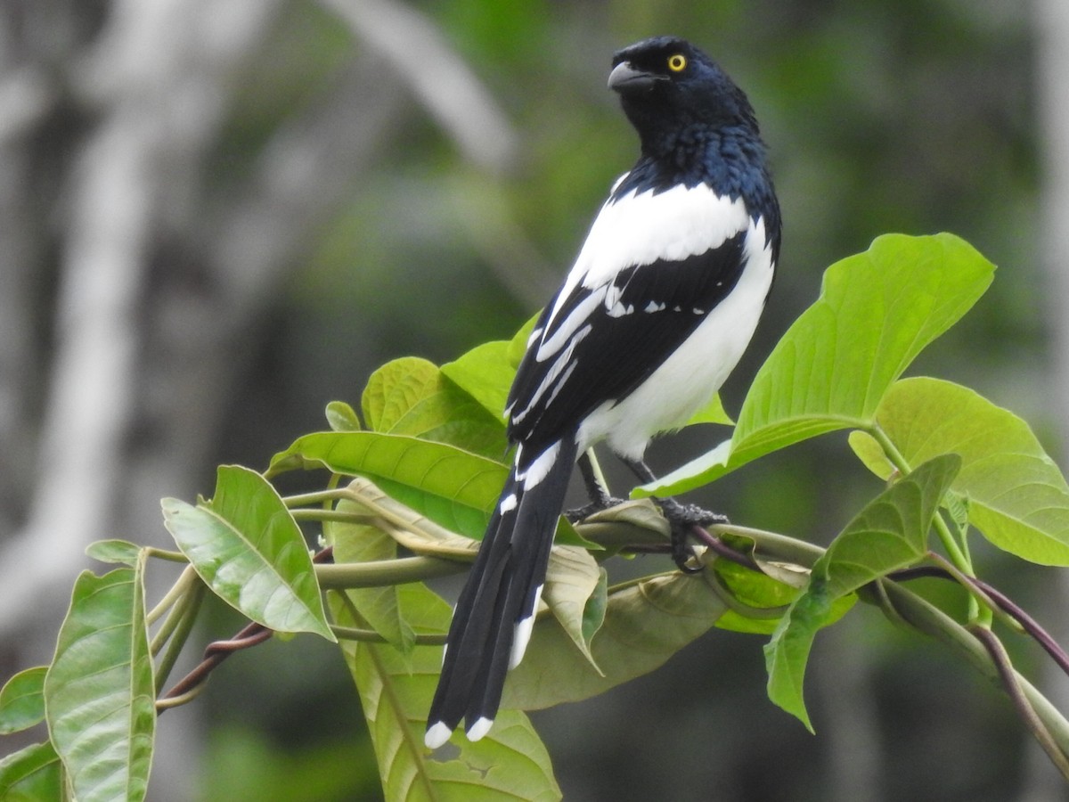 Magpie Tanager - ML619320213