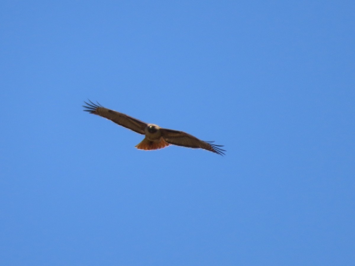 Red-tailed Hawk - ML619320231
