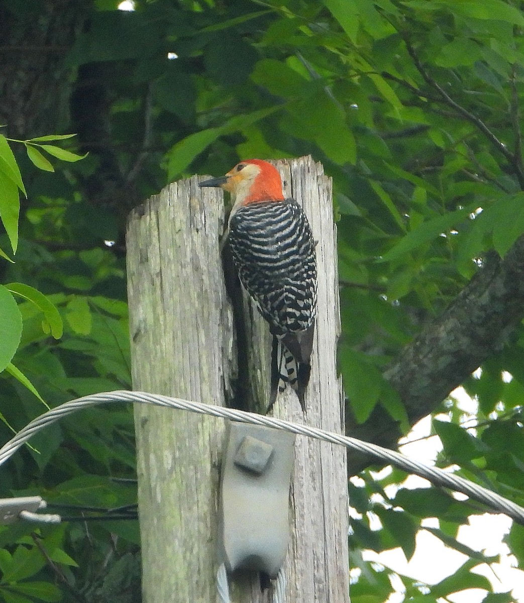 Red-bellied Woodpecker - ML619320255