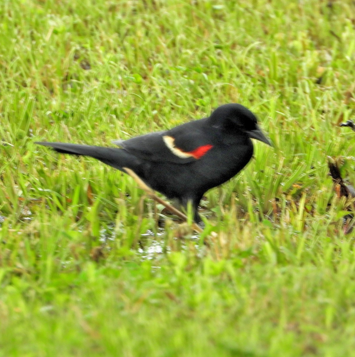 Red-winged Blackbird - ML619320277