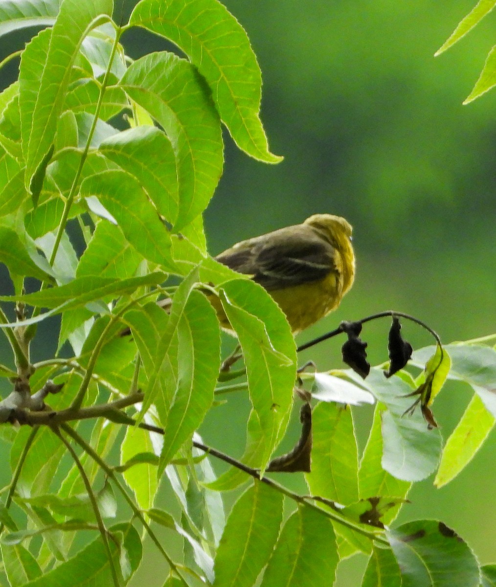 Orchard Oriole - ML619320302