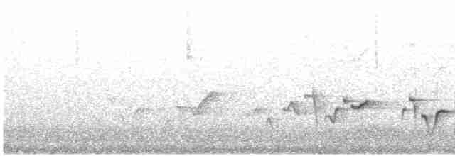 Troglodyte à poitrine grise - ML619320320