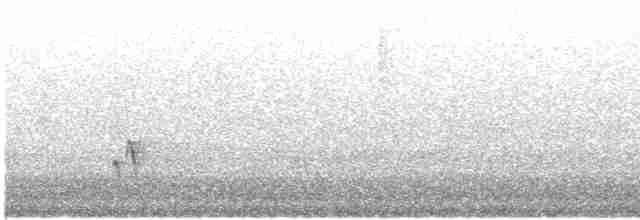 Troglodyte à poitrine grise - ML619320322