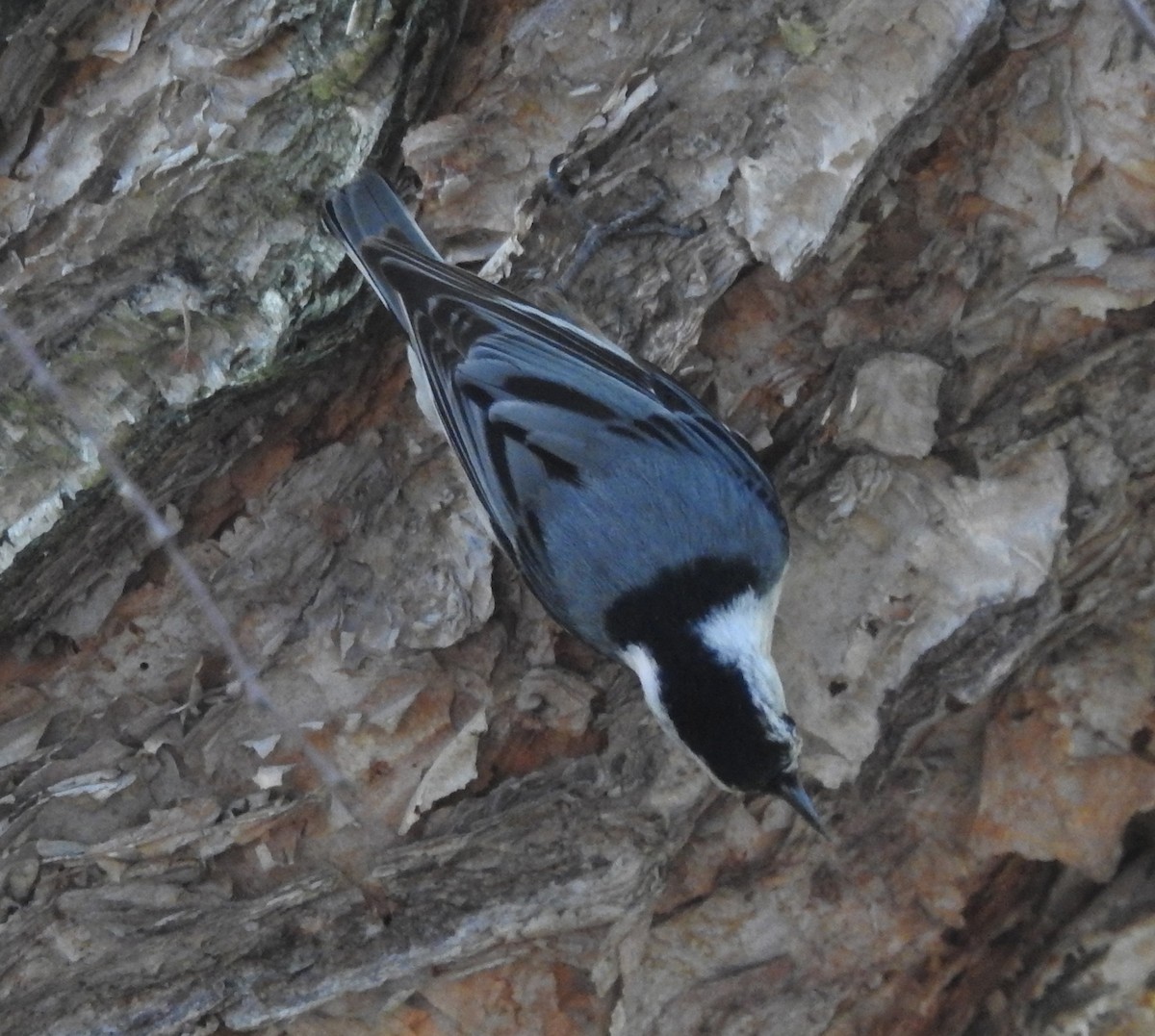 White-breasted Nuthatch - ML619320363