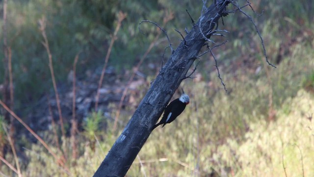 White-headed Woodpecker - ML619320379