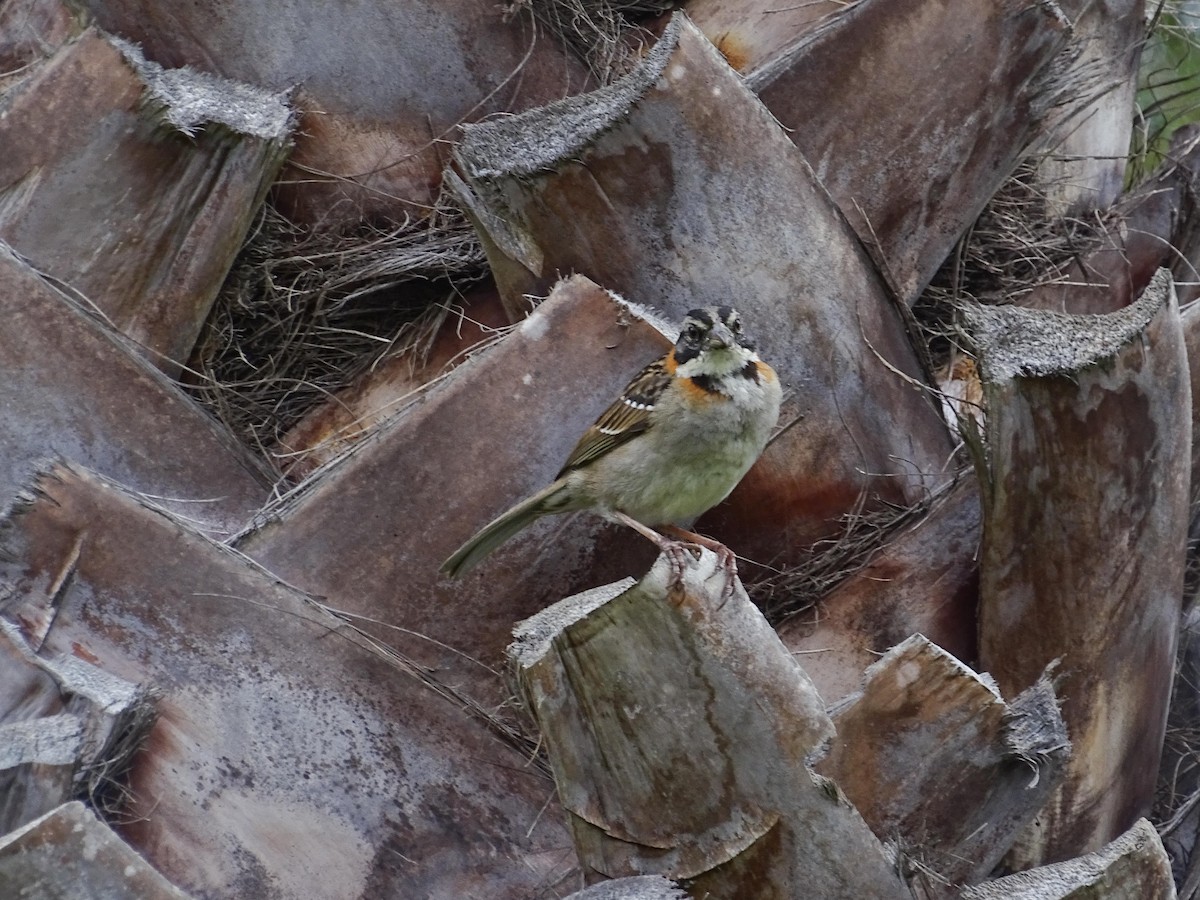 Rufous-collared Sparrow - ML619320390