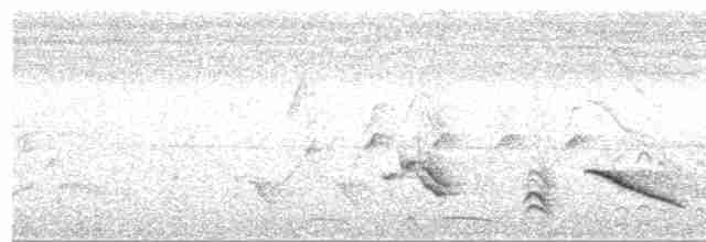 Pepitero Grisáceo del Caribe - ML619320409