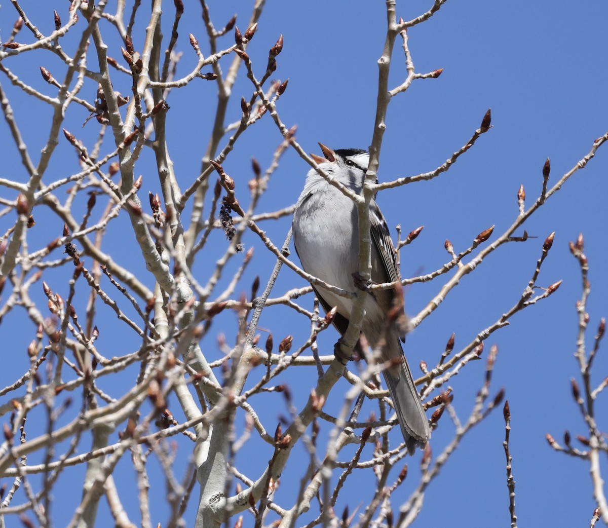 White-crowned Sparrow - ML619320450
