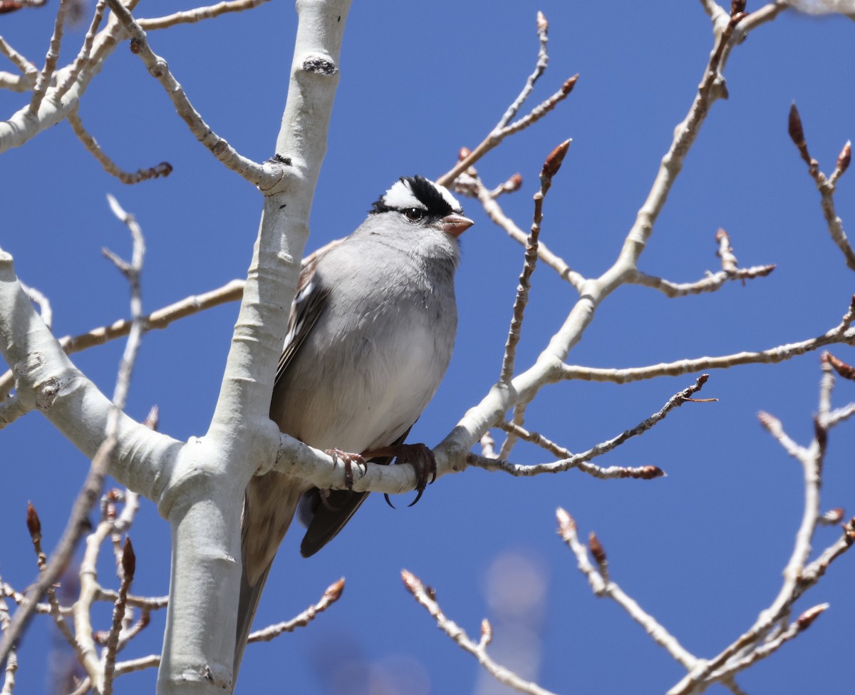 White-crowned Sparrow - ML619320456