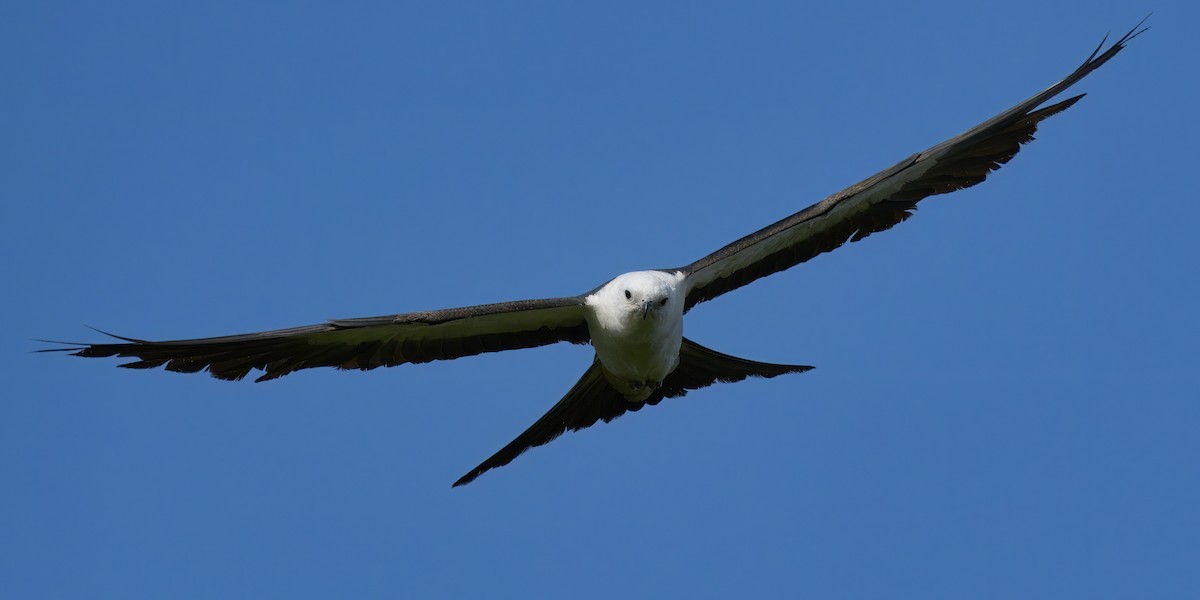 Swallow-tailed Kite - ML619320476