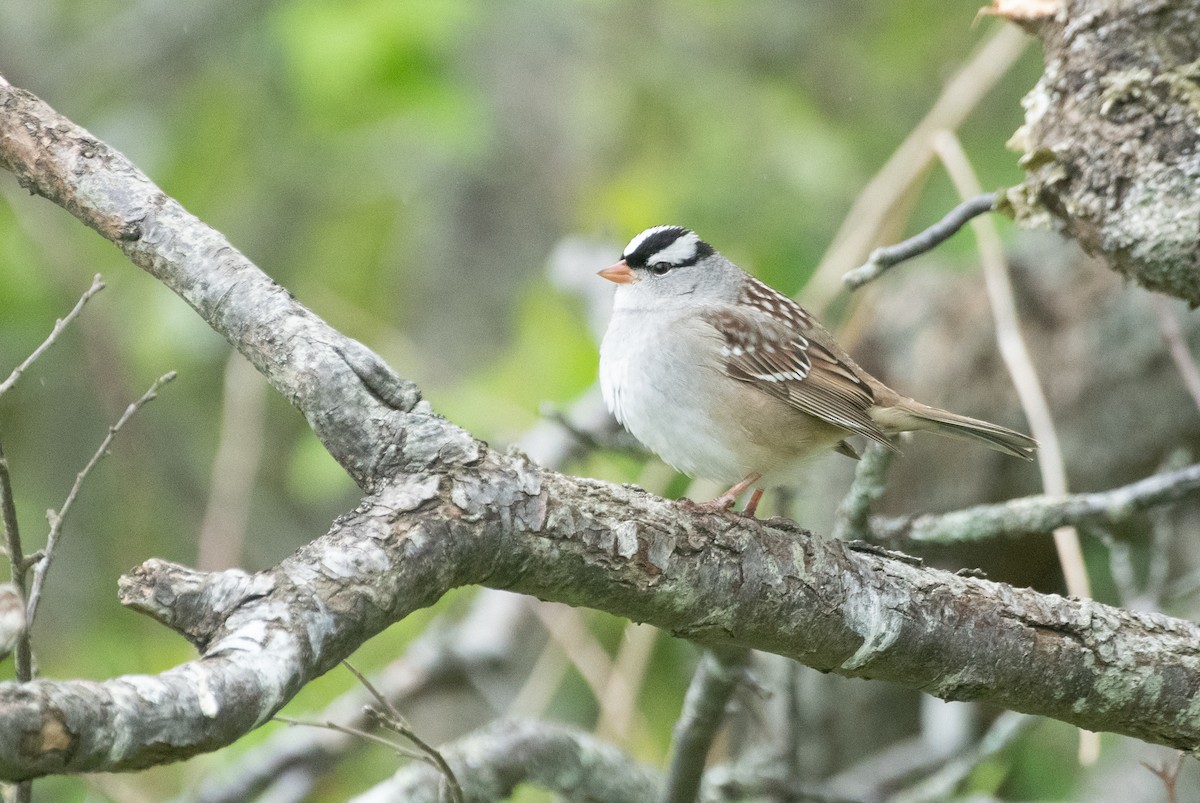 White-crowned Sparrow - ML619320532