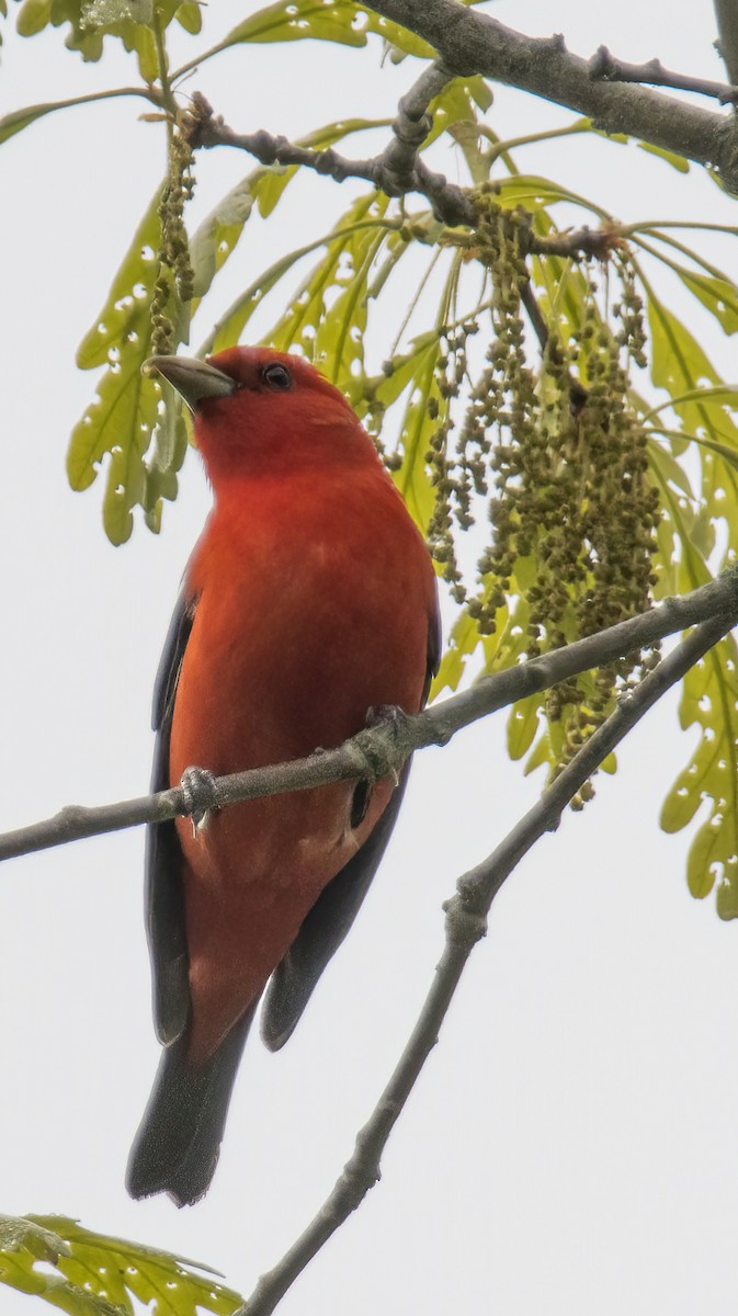 Scarlet Tanager - ML619320553