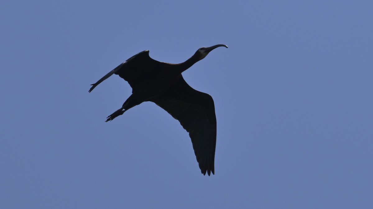 ibis americký - ML619320612