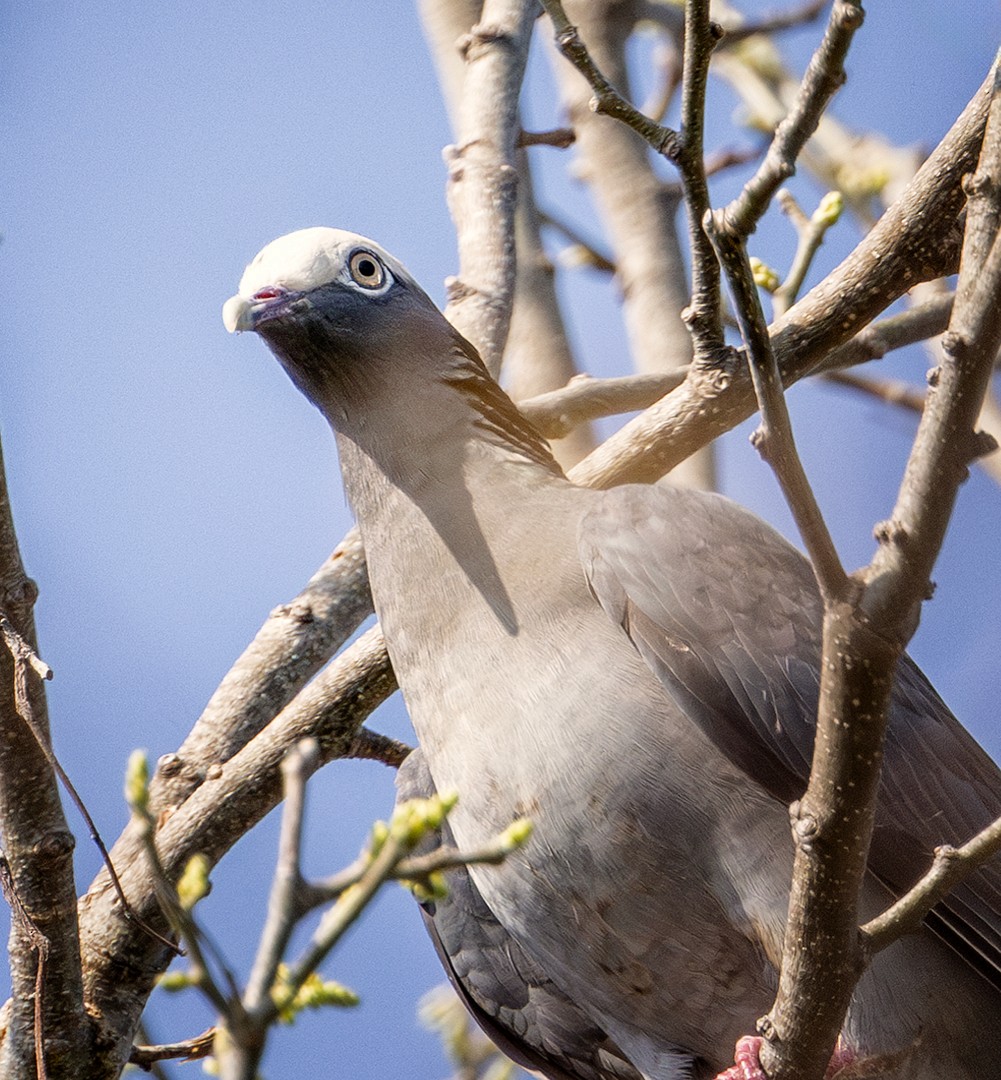 White-crowned Pigeon - ML619320643