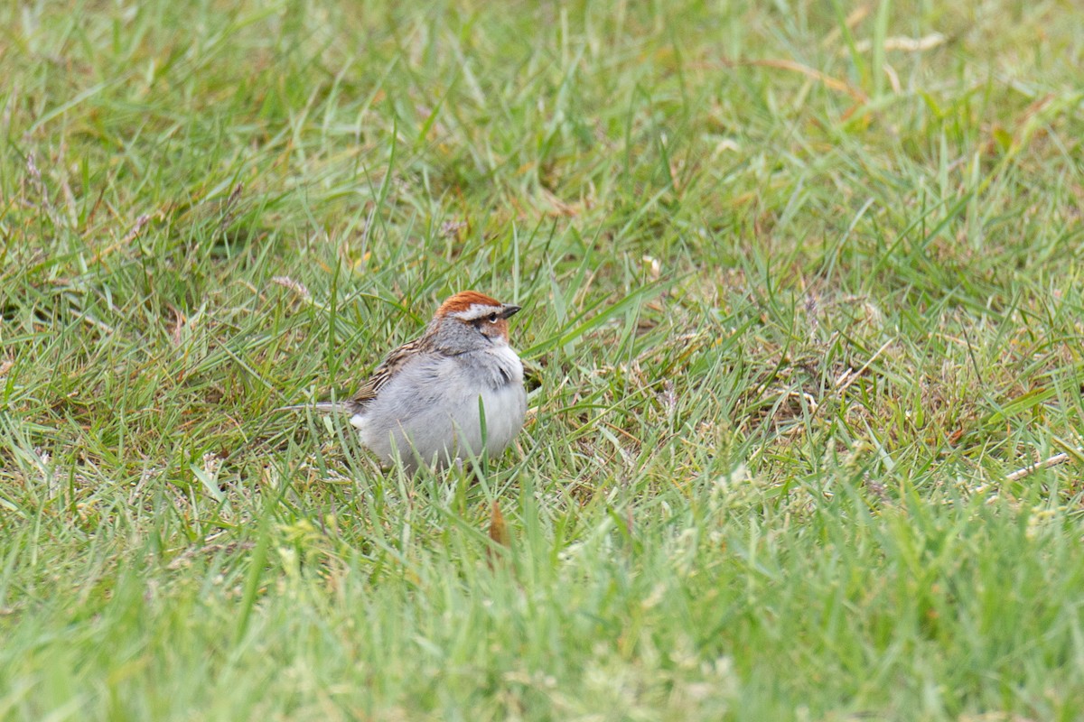 Chipping Sparrow - ML619320660
