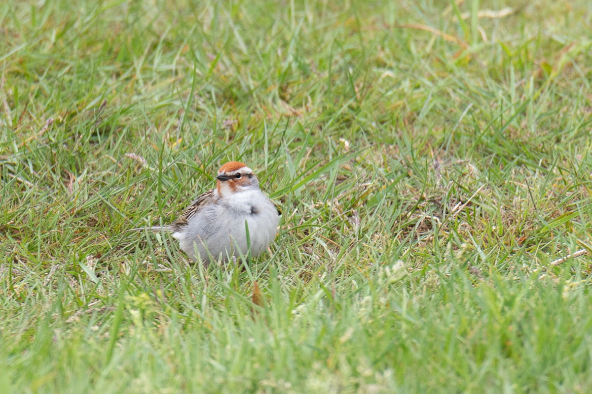 Chipping Sparrow - ML619320661