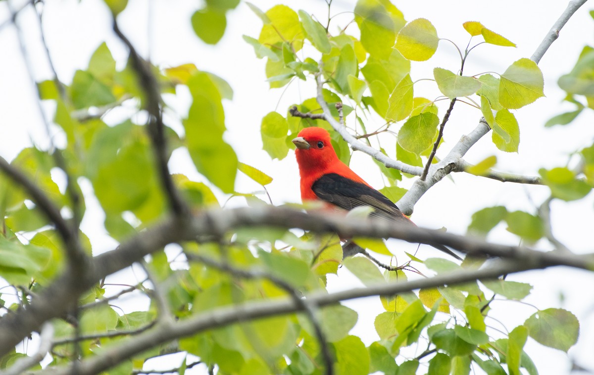 Scarlet Tanager - ML619320668
