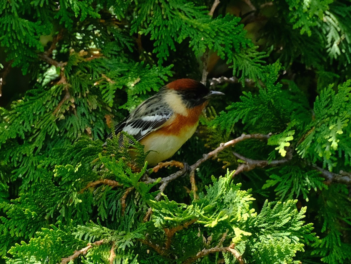 Bay-breasted Warbler - ML619320675