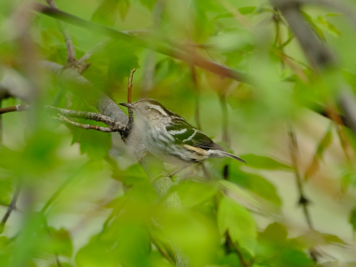Black-and-white Warbler - ML619320719