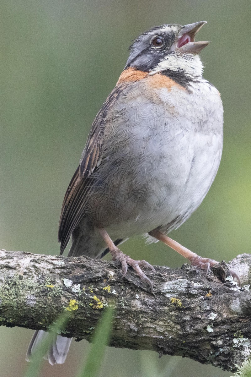 Rufous-collared Sparrow - ML619320751