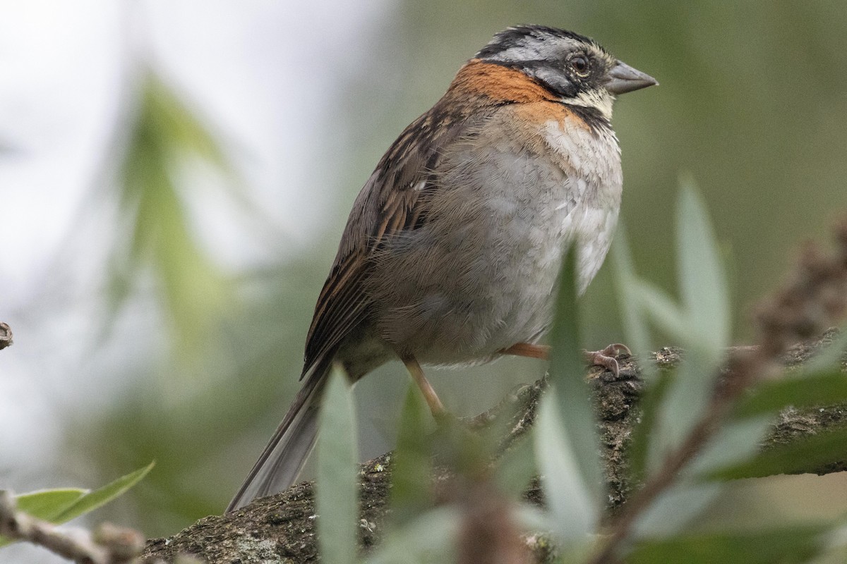 Rufous-collared Sparrow - ML619320752