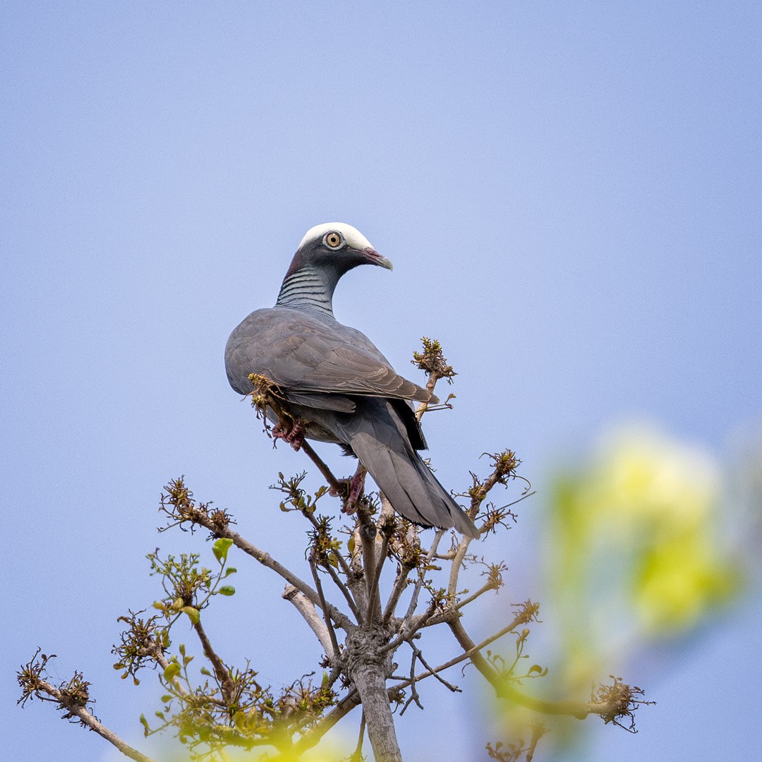 White-crowned Pigeon - ML619320753