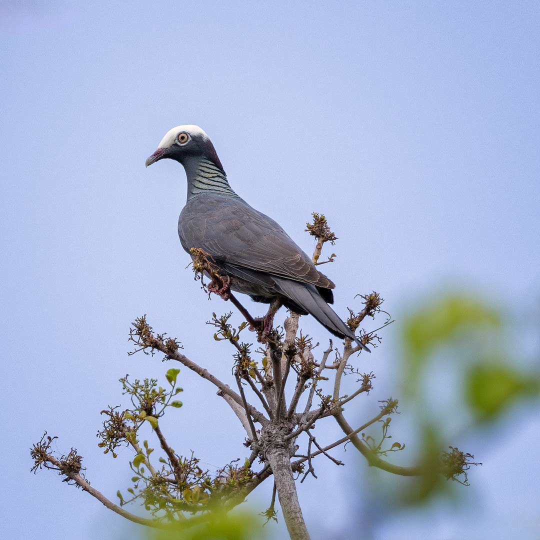 White-crowned Pigeon - ML619320754