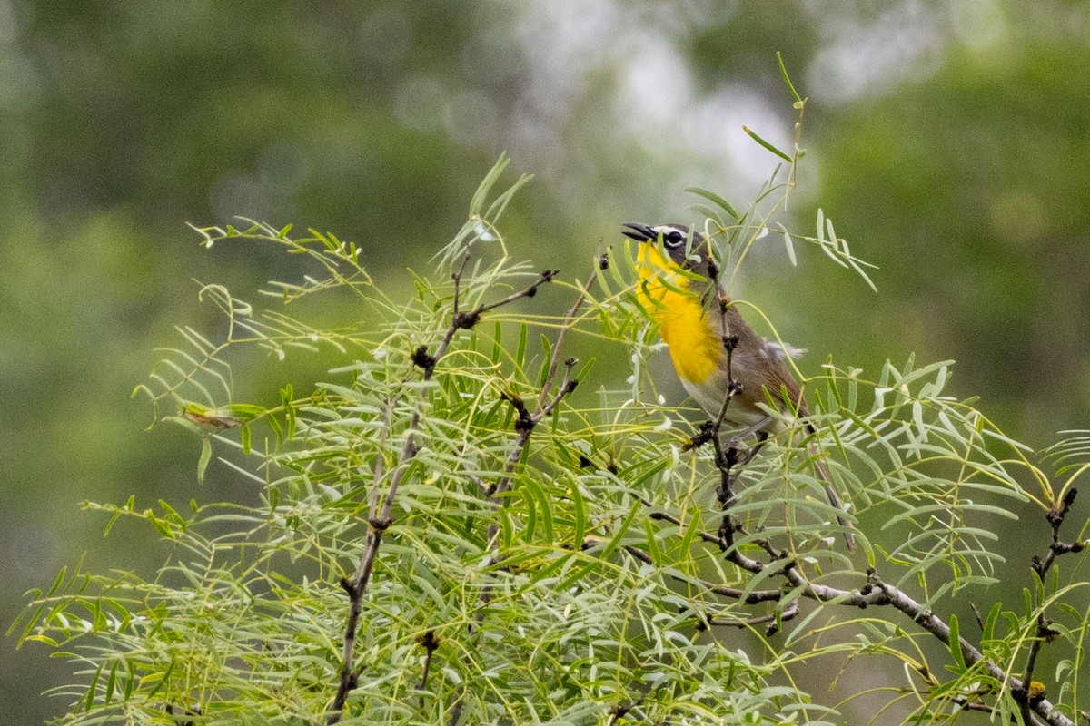 Yellow-breasted Chat - ML619320757