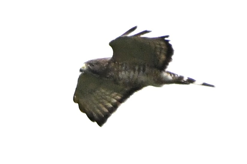 Broad-winged Hawk - ML619320832