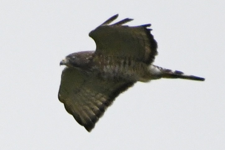 Broad-winged Hawk - ML619320834