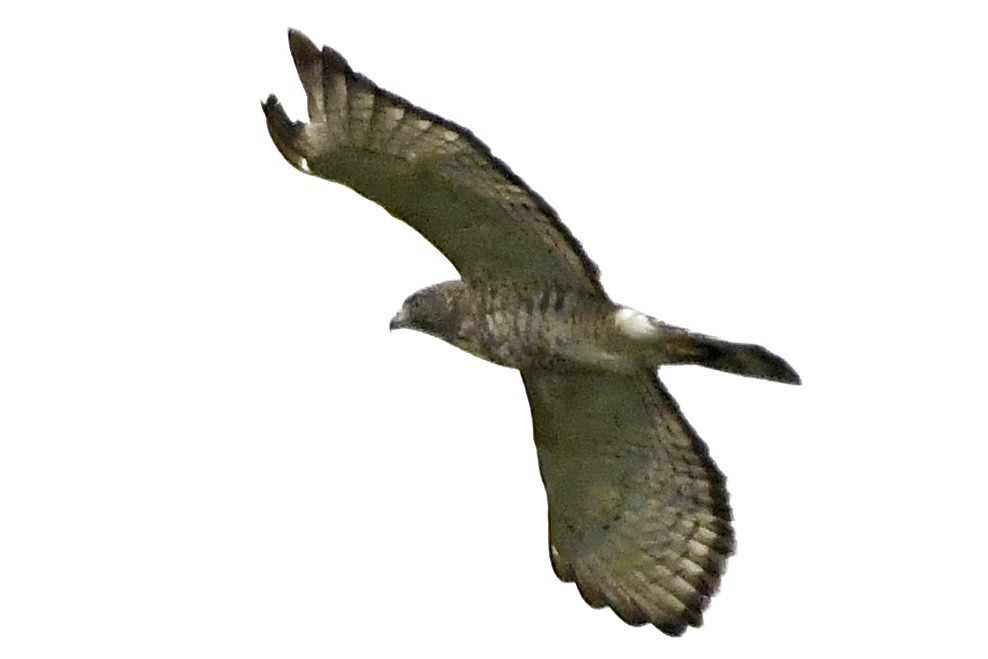 Broad-winged Hawk - ML619320835