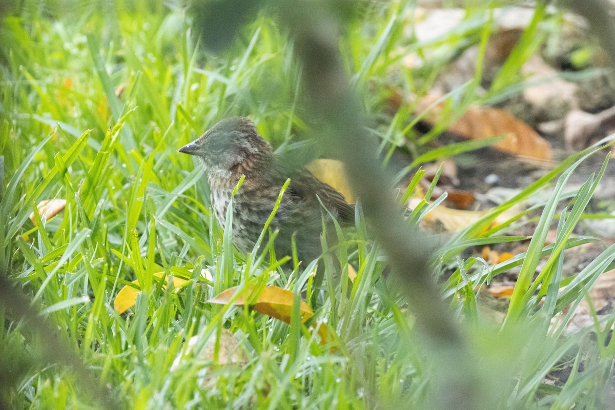 Rufous-collared Sparrow - ML619320839