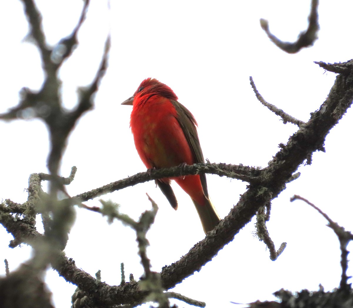 Scarlet Tanager - ML619320848