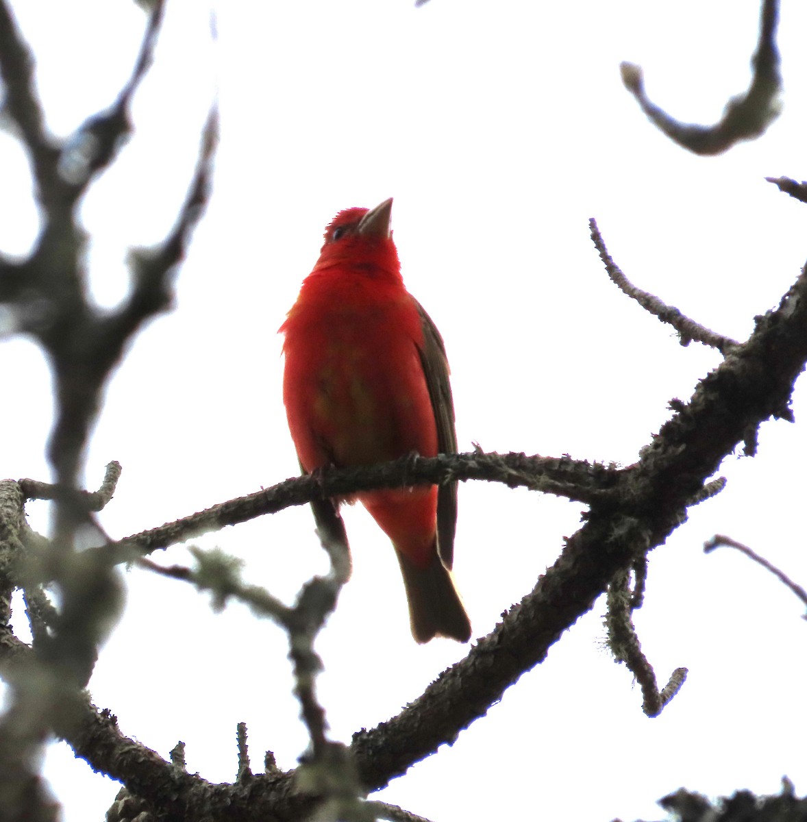 Scarlet Tanager - ML619320849